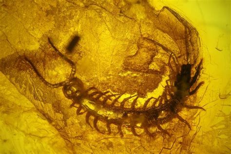 Detailed Fossil Centipede (Chilopoda) In Baltic Amber For Sale (#145476) - FossilEra.com