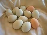 Barred Rock Fertile Hatching Chicken Eggs products,United States Barred ...