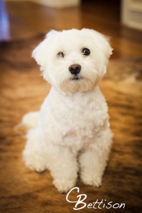 8 best Maltese Haircuts images on Pinterest | Maltese puppies, Dog ...