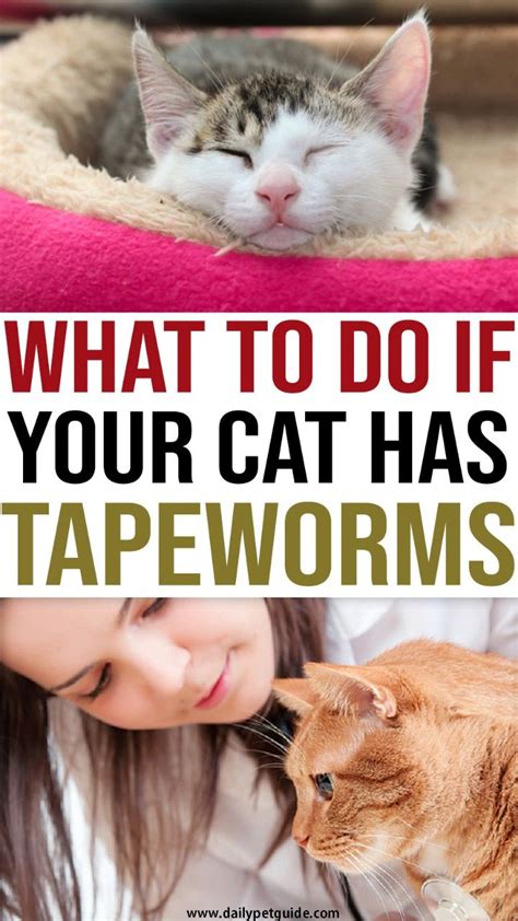 Can Tapeworms Cause Cats To Lose Hair - Best Simple Hairstyles for ...