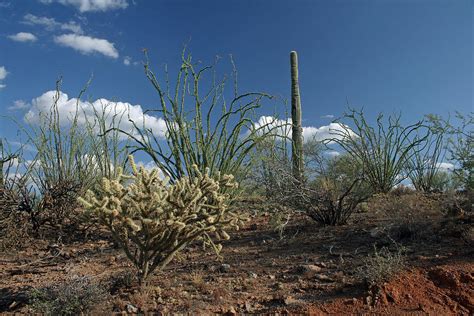 Sonoran Desert Cacti Scene Photograph by Elizabeth Rose