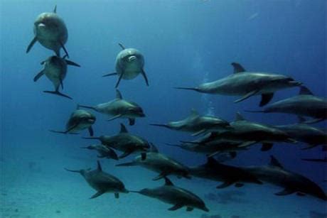 Dolphins Use Diplomacy in Their Communication - Dolphin Way