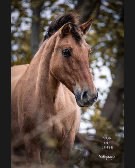 FORGOTTEN HORSES, Russian edition! The Bashkir is a rustic horse from bashkir in Russia. They ...