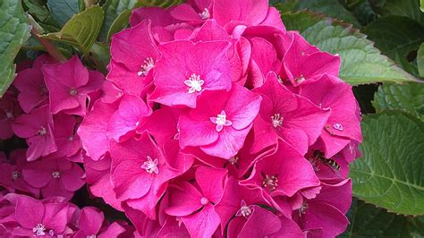 Deep pink Hydrangea | Pink hydrangea, Flower garden, Flowers