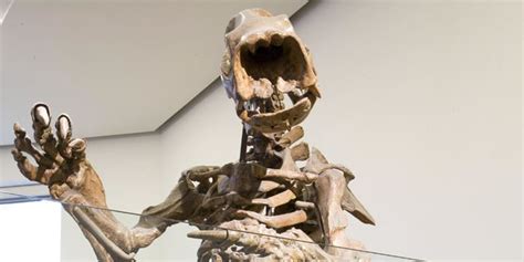 Lestodon - Alchetron, The Free Social Encyclopedia