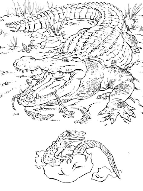 Florida animals coloring pages download and print for free