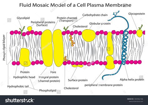 Fluid Mosaic Model 3d