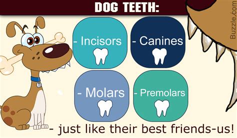 23+ Chihuahua Teeth Chart - l2sanpiero