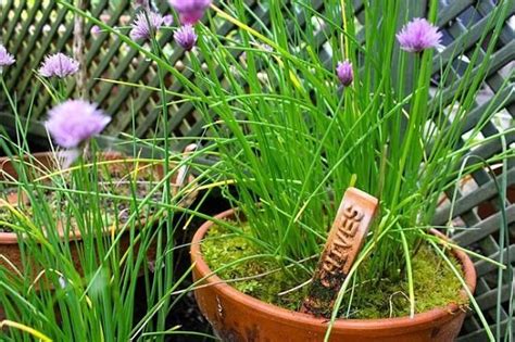 Growing Chives In Pots & Its Care | Balcony Garden Web