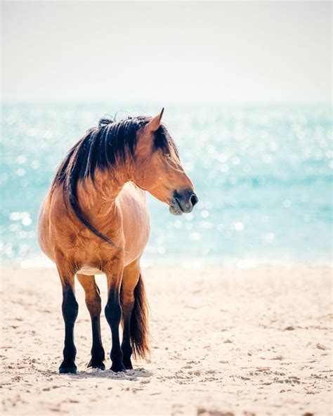 37++ Wild horse images information | runninghorsephoto