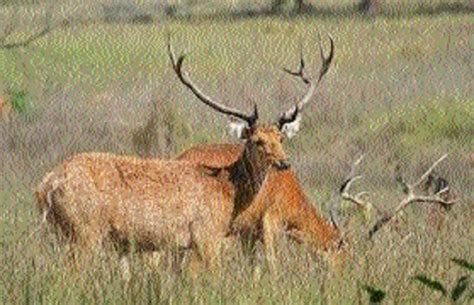 MP sets a benchmark in Barasingha conservation - The Hitavada