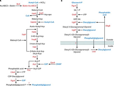 (A) Biosynthesis of lipids. The enzyme required for the conversion of... | Download Scientific ...