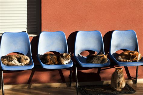 Animal Cats Sitting on Chairs 3200477 Stock Photo at Vecteezy