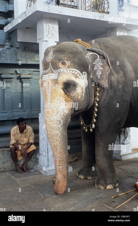 India, Tamil Nadu, Kanchipuram, Varadharaja Perumal temple elephant Stock Photo - Alamy