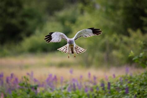 Wildlife sightings in Canadian parks: What to expect - Parks of CANADA