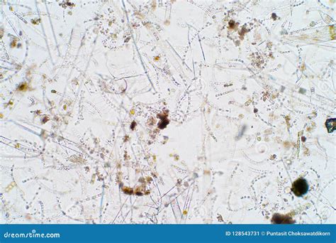 Marine Aquatic Plankton Under Microscope View Stock Image - Image of ...