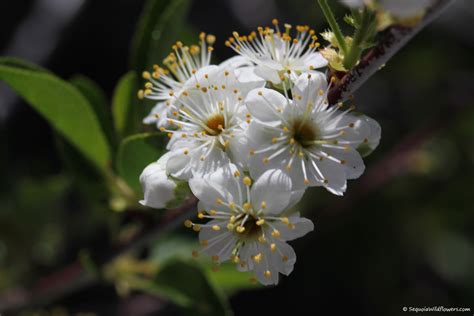 Sequoia Wildflowers