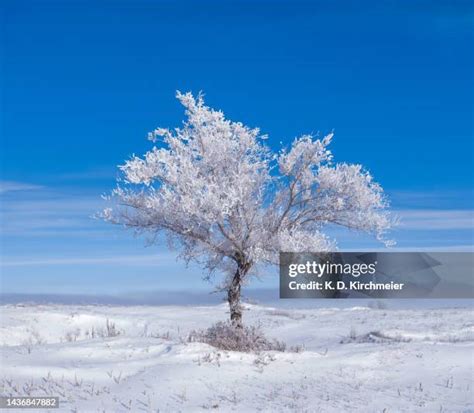 276 Canadian Prairies Winter Stock Photos, High-Res Pictures, and ...