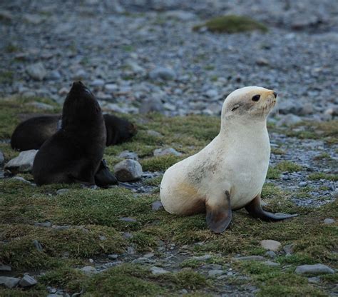 Leucistic Antarctic Fur Seal - Wildlife Archives | Wildlife Archives