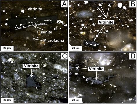 Photomicrographs of vitrinite from shale samples of the Skrzydlna ...