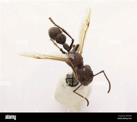 Paraponera clavata (Zoosphere 100 099 Stock Photo - Alamy