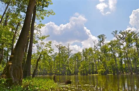 Mississippi State Parks Pet Policy | Pet Friendly Travel