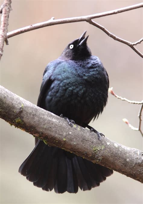 Monkey Business (mostly about birding): Yosemite National Park Birds