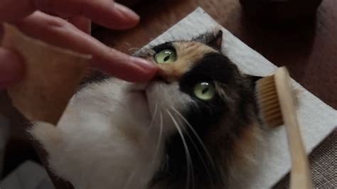 Video: A cat portrait in 3D - Archyde