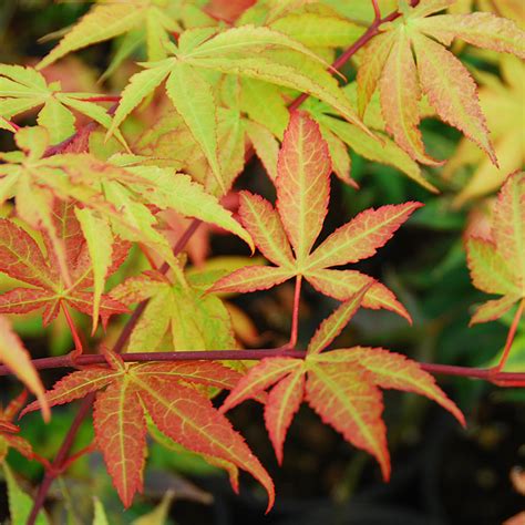 Acer palmatum 'Osakazuki'