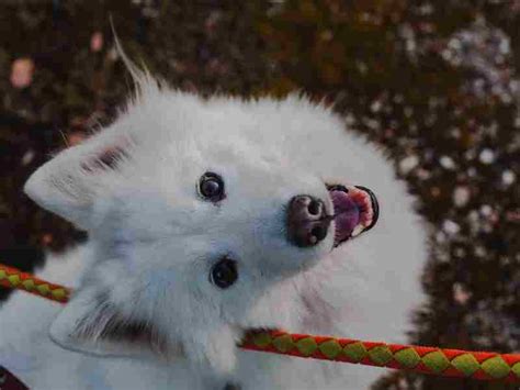 Samoyed Temperament: Loyal fluff balls and smiles