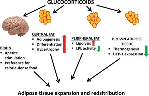 Side Effects of Glucocorticoids | IntechOpen