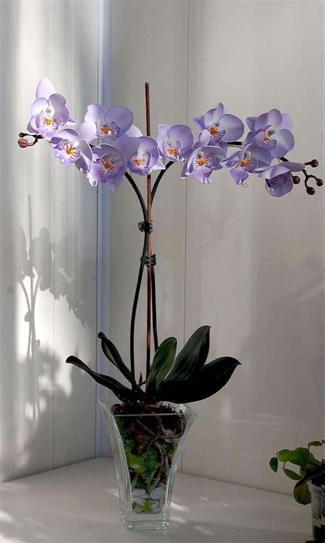 Pin by gaspar zinha on Anéis bonitos | Orchid flower arrangements, Purple orchids, Orchid ...