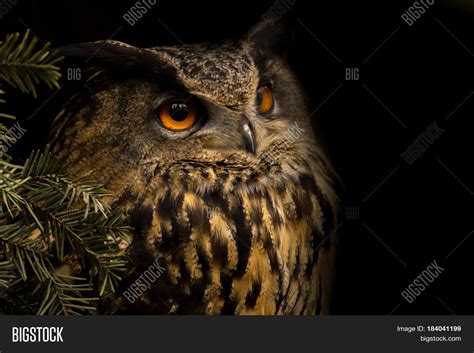 Portrait Eurasian Eagle-owl. Night Image & Photo | Bigstock