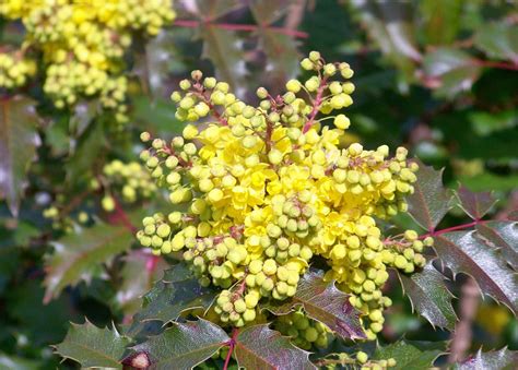 Oregon Grape Root (Mahonia Aquifolium): 17 Benefits of this Edible Plant