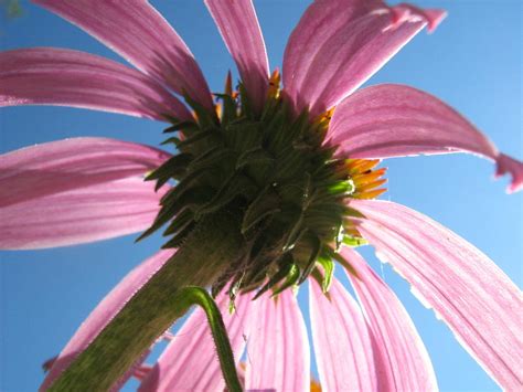 Bugs Eye View Photograph by Rebecca Shupp - Fine Art America