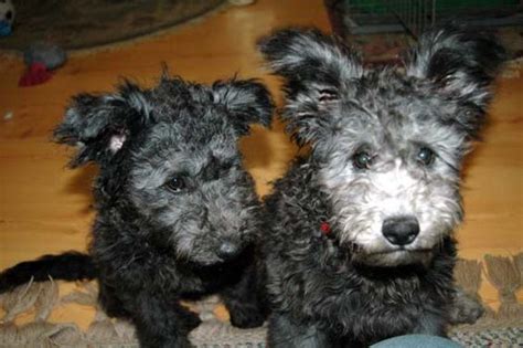 Pumi Dog Info, History, Temperament, Training, Puppies, Pictures