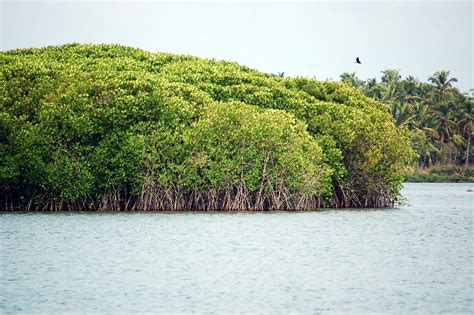 Contoh Flora Ekosistem Pantai - Fontoh