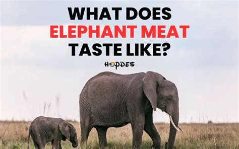 What Does Elephant Meat Taste Like? Is It Even Legal?