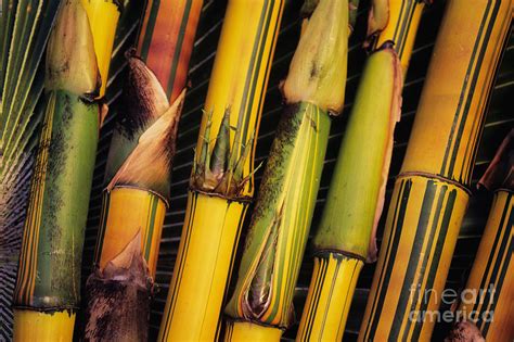 Bamboo Stalks #1 Photograph by Ron Dahlquist - Printscapes - Pixels