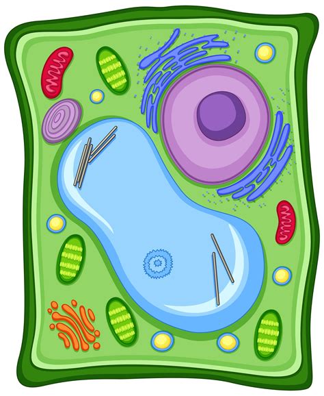 Animal Cell Class 9: What is a Animal Cell, Structure, Function & Types