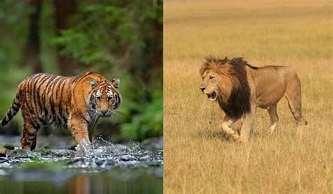 Lion Vs Tiger Fight