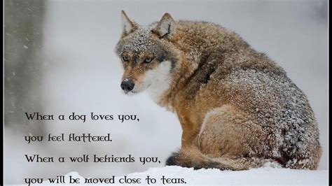 Wolf Spirit Quotes. QuotesGram