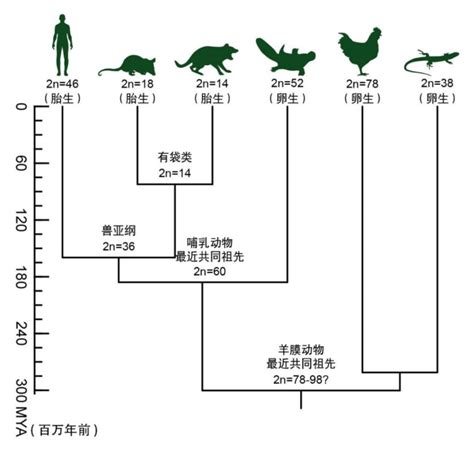 人和鸭嘴兽共享一个哺乳动物祖先？中外科学家解开1.8亿年前这段进化秘史_科技 _ 文汇网