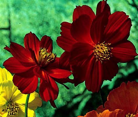 Cosmos Sulphur Ladybird Red Dwarf Cosmos Sulphureus Seeds