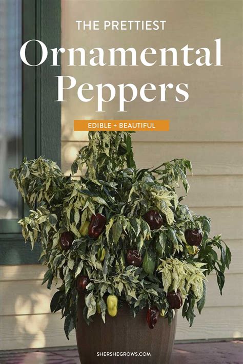 The Prettiest Ornamental Peppers You Should Grow