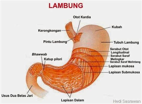 6 Organ Pencernaan Manusia dan Bagian-Bagiannya | Hedi Sasrawan