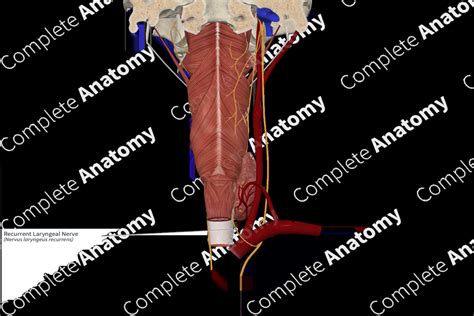 Recurrent Laryngeal Nerve | Complete Anatomy