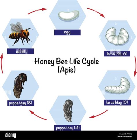 Honey bee life cycle illustration Stock Vector Image & Art - Alamy