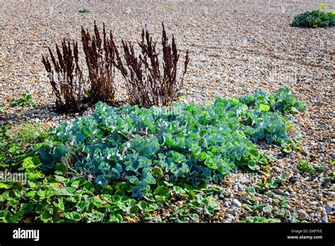 Shingle beach plants hi-res stock photography and images - Alamy