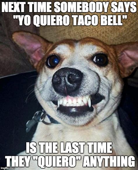 Taco Bell Dog Meme